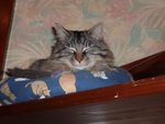 Mon chat mode asiatique