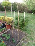 Construction maison pour faire grimper les haricots nains