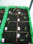 Princesse: voici les graines de tomates que tu ma donné qui grandissent