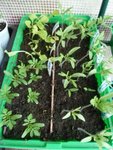 Mini serre de tomates, œillets d'inde et laitue que je vais devoir repiquer
