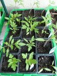 Mes premiers pieds de tomates que j'ai semé