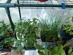 Ici quelque tomates greffées deux têtes, cucurbitacées