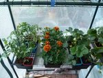 Et pour commencer la suite des photos voici les plants achetés ce matin à une pépinière (super endroit)
