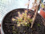 Ma drosera madagascariensis