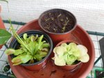 Dionée ,pinguicula, et dernière un pot de bébé drosera qui c'était semé dans des pots et que j'ai remis dans un pot