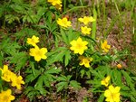 wood-anemone-6237_640.jpg