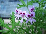 Pelargonium.jpg