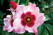 rosa-Peace_and_Love_2.jpg