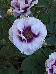 A_Rosa_BlueEyes-e69fe.jpg