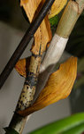 2-tige-seche-z.jpg