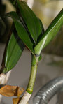 4-jeune-tige-verte-z.jpg