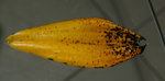 9-feuille-seche2-z.jpg