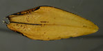 10-feuille-sechedessous-z.jpg