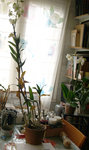 1-dendrobium-malade-z.jpg