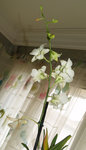 3-fleur-fane-bouton-sec-autres-z.jpg