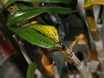 7-tige-sec-et-vert-z.jpg