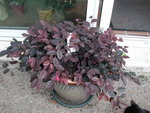 11 2011 le 1er loropetalum chinensis_redimensionner.JPG