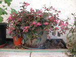 DSCN1372_redimensionner.JPG