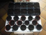 préparation des semis de melons et potirons.jpg