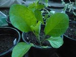 aubergine repiquée une seconde fois.jpg
