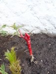 un pied de vigne