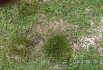herbe jardin.JPG