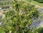 rhodo 004.jpg
