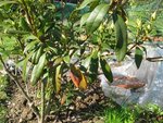 rhodo 003.jpg