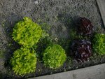 salade bage.JPG