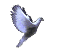 colombe[1].gif