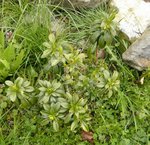 plante_mystère-65.jpg