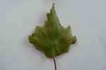 P1050056-1.jpg