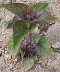 _plante-inconnue-2.jpg