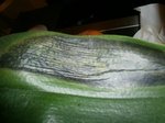 P1160294 - Copie.JPG