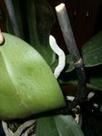 P1160295 - Copie.JPG