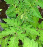 14042012 petit moineau.jpg