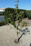 P1050060-3.jpg