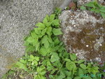 PICT5174.JPG