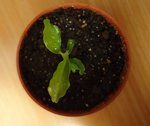 Mandarinier