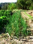 potager - 01.jpg