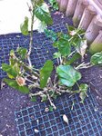 hibiscus.jpg