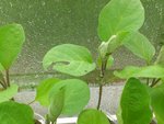 14042012 aubergine mangee.jpg