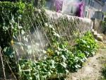 potager - 02.jpg