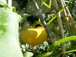 potager - 03.jpg