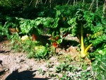 potager - 05.jpg