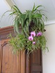 phal.JPG