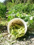 potager - 17.jpg