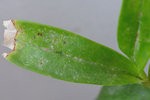 traces grises, insectes ou maladie ??