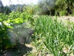 potager - 10.jpg