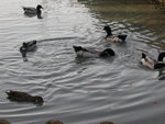 11 2011 le 24 canards2_redimensionner.JPG